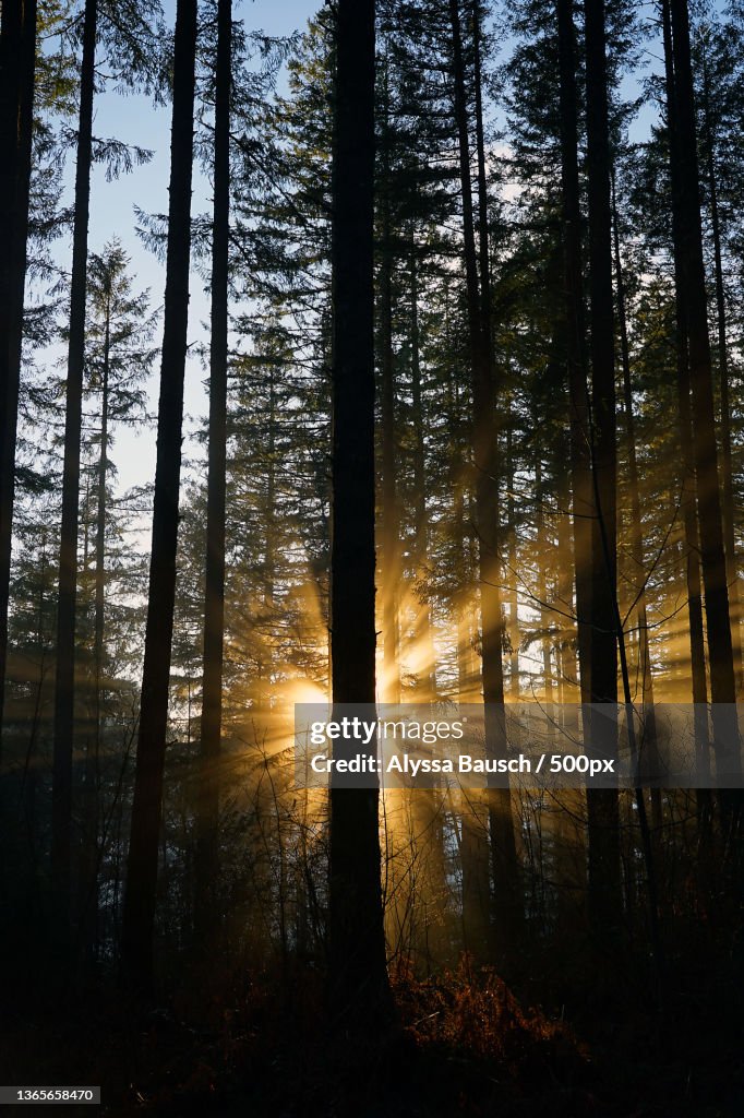 Sunset at Silver Falls State Park,Oregon