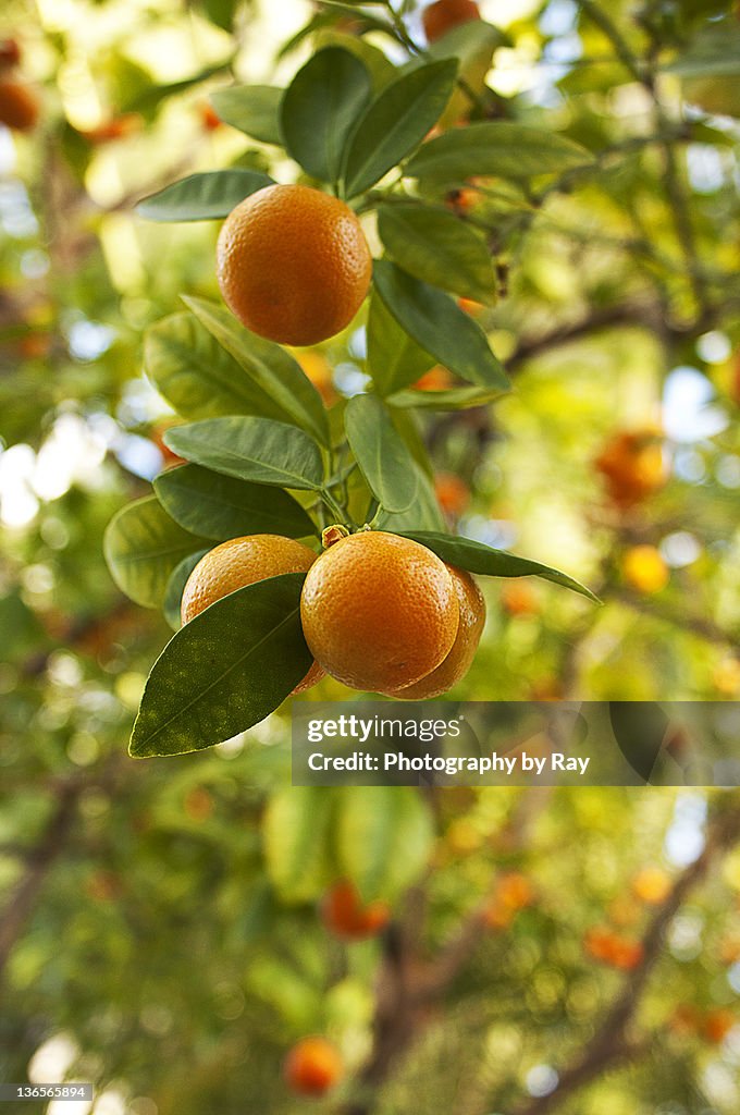 Orange Trees