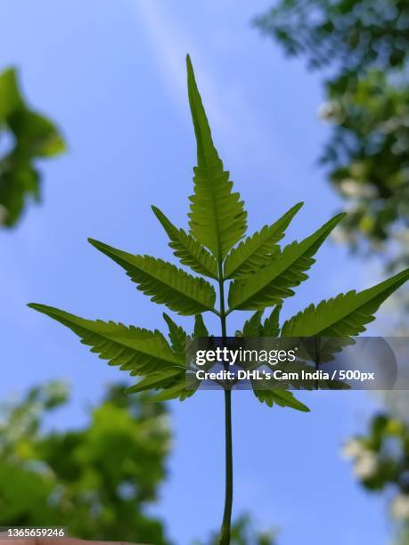 the neem leaf,low angle view of leaves against sky,saharanpur,uttar pradesh,india - dhl stock pictures, royalty-free photos & images