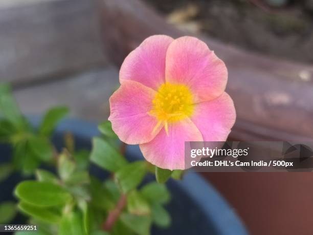 the pink bloom,close-up of pink flower,saharanpur,uttar pradesh,india - dhl stock pictures, royalty-free photos & images