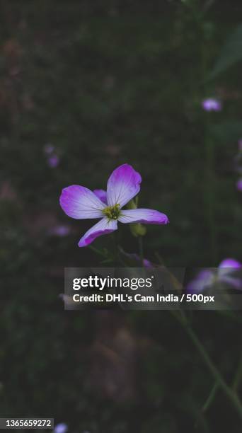 into the woods,close-up of purple crocus flowers on field,saharanpur,uttar pradesh,india - dhl stock pictures, royalty-free photos & images