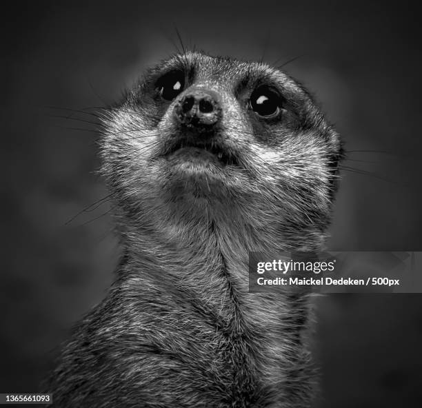 the innocent look,close-up portrait of dog - suricate photos et images de collection