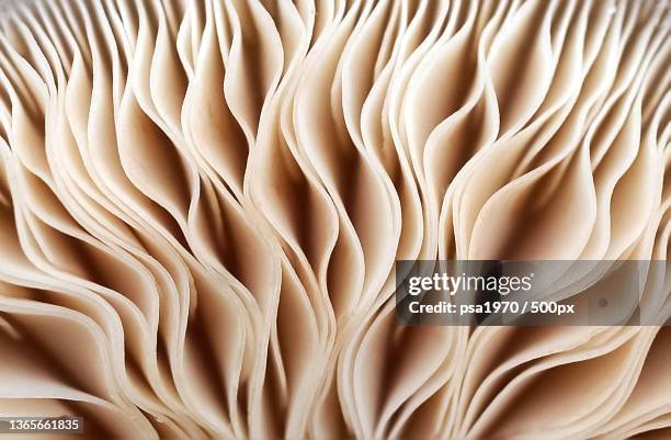 full frame shot of abstract pattern - macro food stock-fotos und bilder