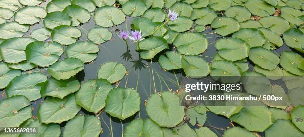 high angle view of lotus water lily in lake,noida,uttar pradesh,india - noida photos et images de collection