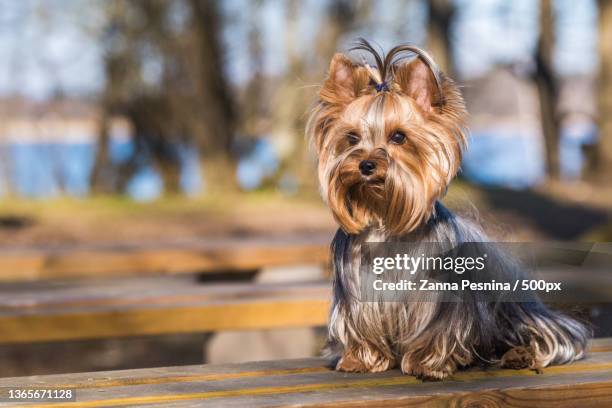 yorkshire terrier dog sitting close up on nature - yorkie stock pictures, royalty-free photos & images