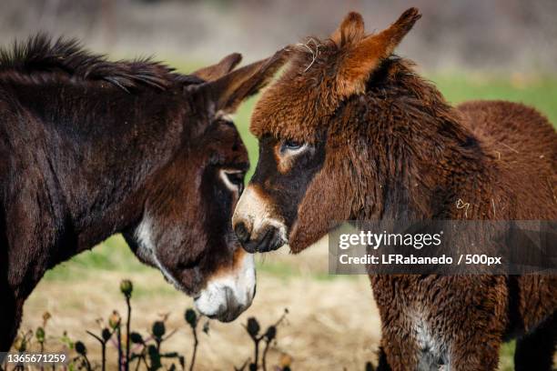 burros adulto y joven frente a frente,ardoncino,spain - adulto joven stock pictures, royalty-free photos & images