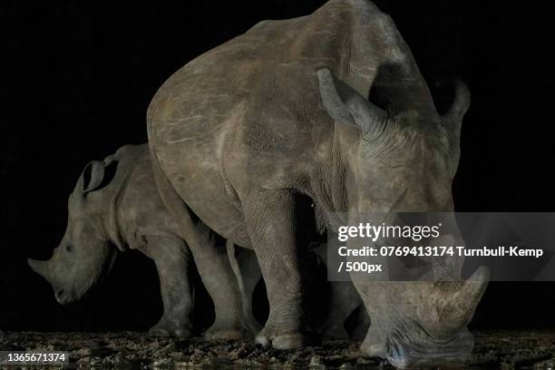 at the waterhole,side view of white rhinoceros standing on field against black background,estate mkuzi,south africa - rhinoceros white background stockfoto's en -beelden