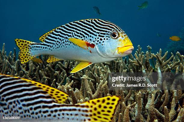 diagonal banded sweet lips in great barrier reef - port douglas stock pictures, royalty-free photos & images