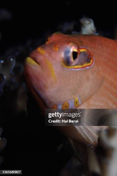 arc-eye hawkfish close-up - arc eye hawkfish stock pictures, royalty-free photos & images