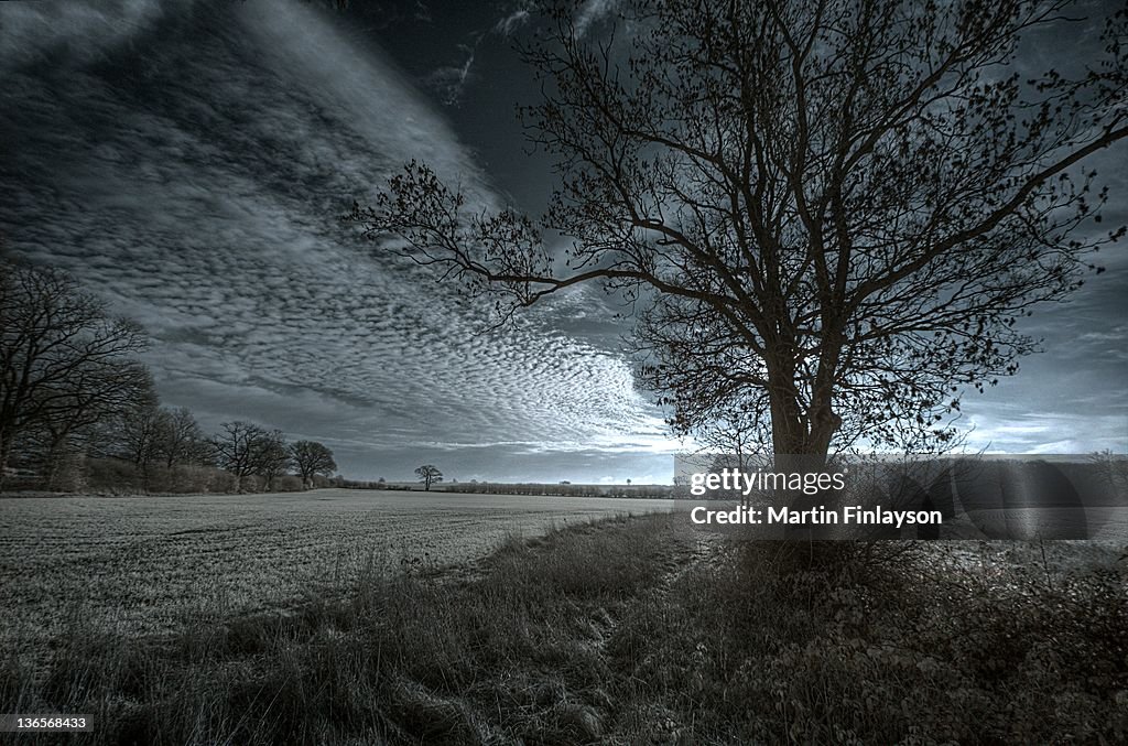 Winter skies