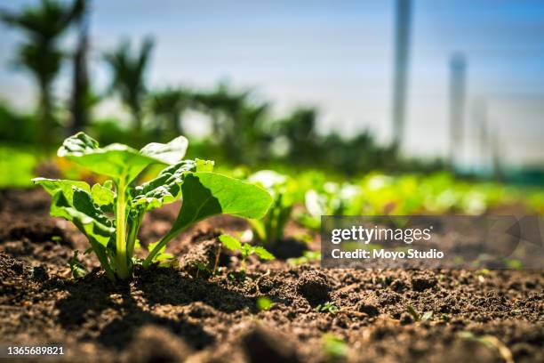 closeup shot of spinach growing on a farm - crop stock pictures, royalty-free photos & images