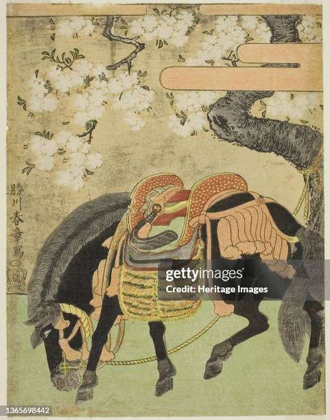 Black Horse Tethered under a Blossoming Cherry Tree, Japan, circa 1770. Artist Shunsho.