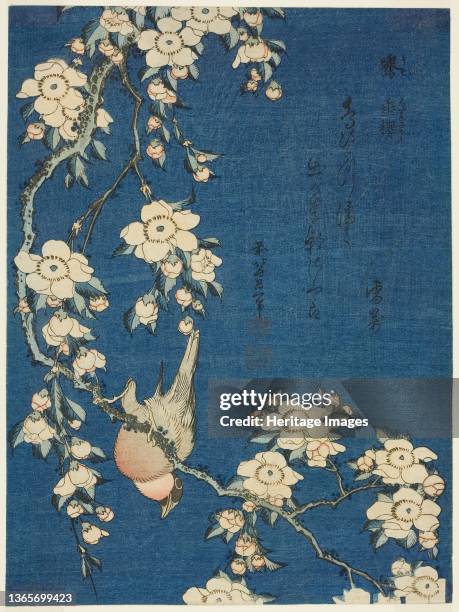 Bullfinch and Weeping Cherry , from an untitled series of flowers and birds, Japan, circa 1834. Artist Hokusai.