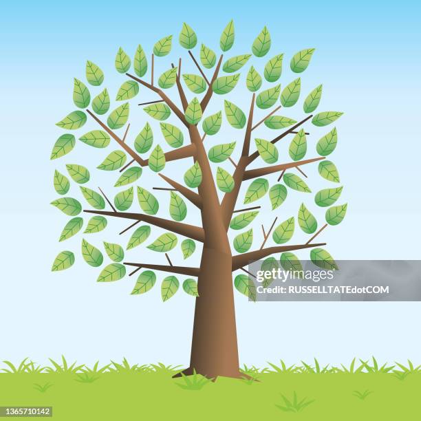 leafy green tree in field on transparent background - pergola stock illustrations