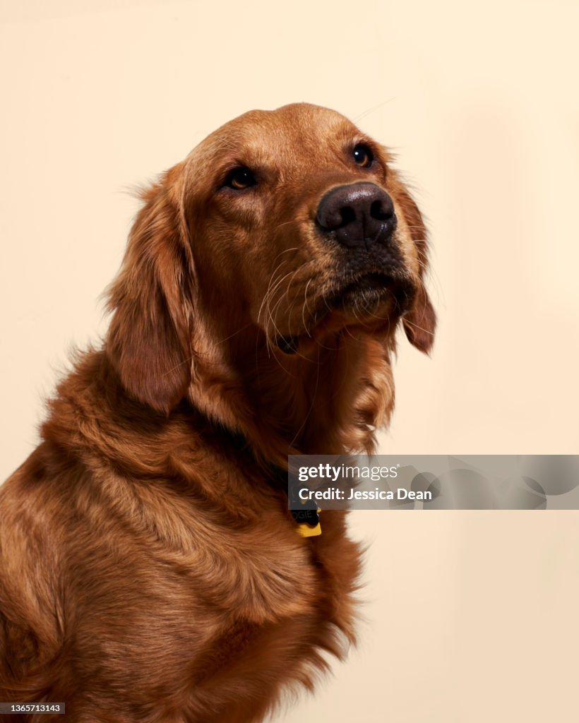 Golden Retriever Portrait from the shoulder up