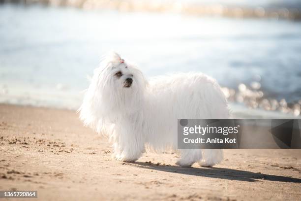 portrait of a maltese dog on the beach - maltese dog stock pictures, royalty-free photos & images