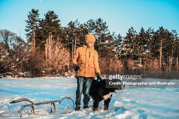teenager und berner sennenhund mit einem lustigen tag im schnee - young boy shepherd stock-fotos und bilder