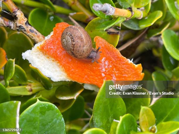 snail on an orange peel - 空飛ぶ絨毯 ストックフォトと画像