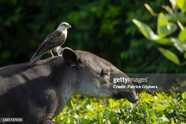 baird's tapir and a yellow-headed caracara - costa rica stock pictures, royalty-free photos & images
