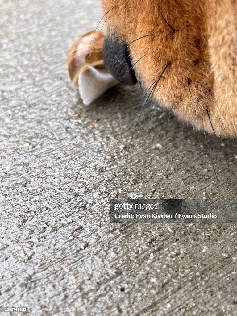 Stinky Snail Tail