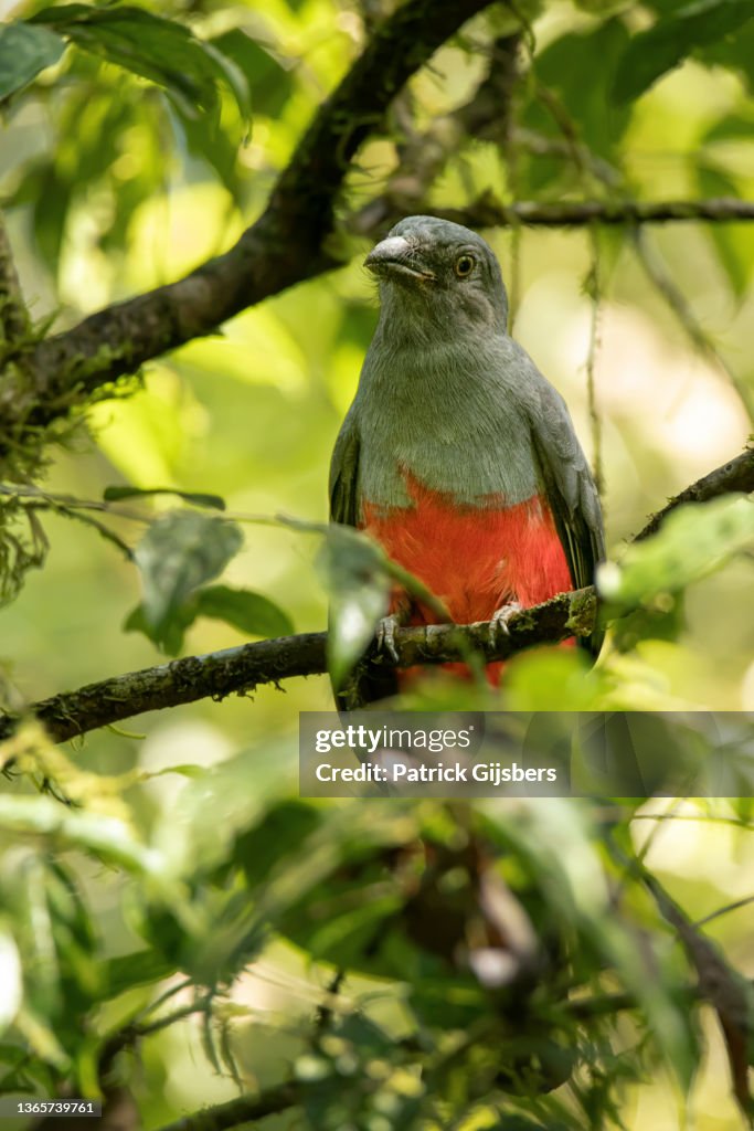Slaty tailed trogon
