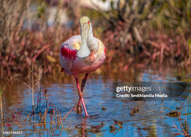 roseate spoonbill strolls through marsh looking for food - platalea ajaja - titusville florida stockfoto's en -beelden