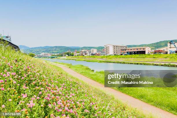 spring view of kamo river side, kyoto city - riverbank stock pictures, royalty-free photos & images