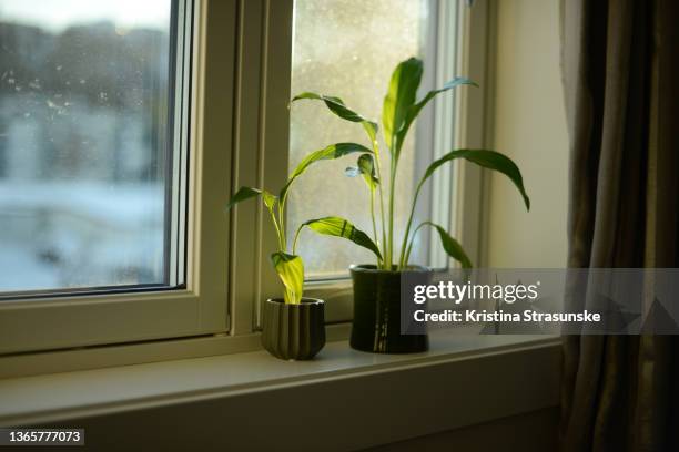 two potted green plants in a windowsill - peace lily 個照片及圖片檔