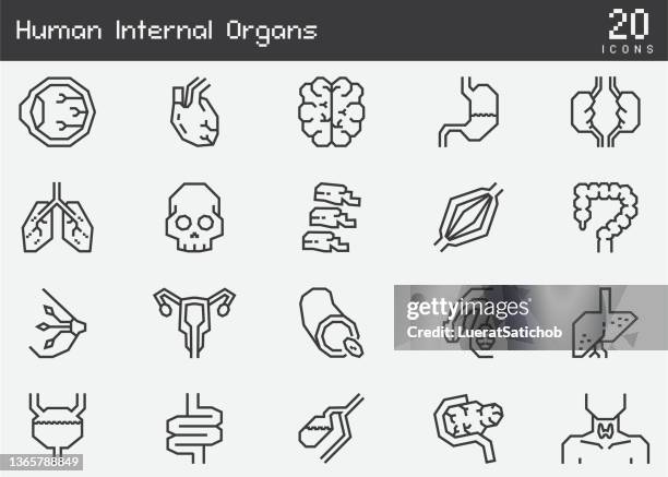 ilustraciones, imágenes clip art, dibujos animados e iconos de stock de órganos internos humanos, pulmón, corazón, estómago, hueso, cerebro, riñón, cráneo y otras partes de anatomía iconos de línea - arteria