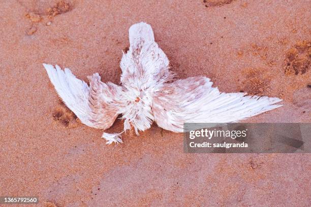 dead seabird in the sand - dead body sand stock pictures, royalty-free photos & images