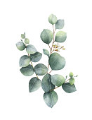 Watercolor hand painted green eucalyptus bouquet. Floral illustration isolated on white background.
