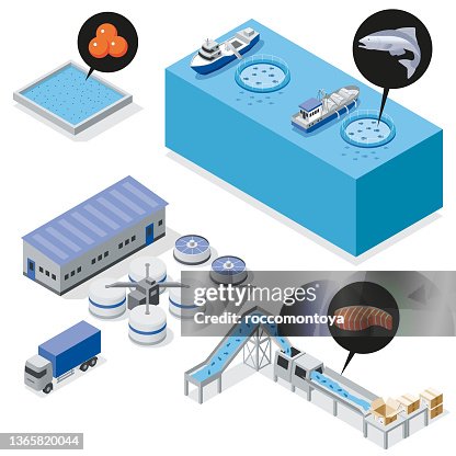 Processing Fish Drawing Isometric Fish Process High-Res Vector Graphic - Getty Images