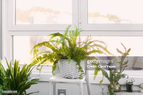 potted fern at home close to the window - farn stock-fotos und bilder