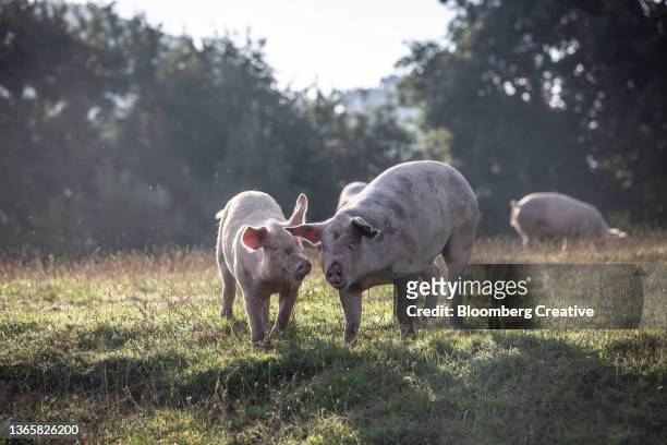 pigs in a field outdoors - schweinefleisch stock-fotos und bilder