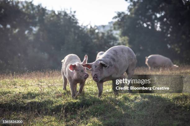 pigs in a field outdoors - derechos de los animales fotografías e imágenes de stock