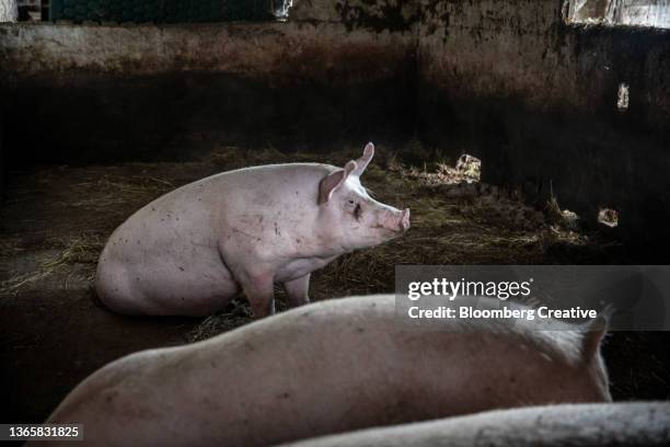 pigs inside a barn - schweinestall stock-fotos und bilder