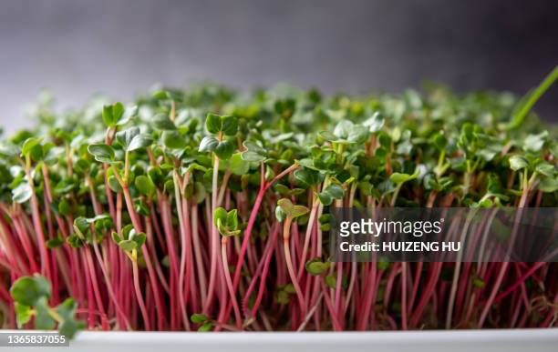 radish microgreens. sprouting microgreens.  sprouted radish seeds micro greens. - microgreen stock pictures, royalty-free photos & images
