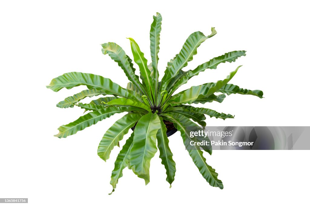 Clipping part of a bird's nest fern (Asplenium nidus L.), isolated on a white background.