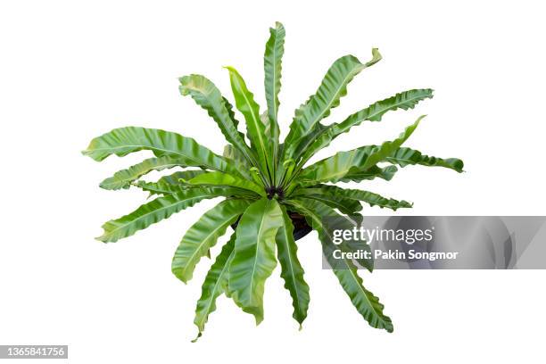 clipping part of a bird's nest fern (asplenium nidus l.), isolated on a white background. - tropical garden stockfoto's en -beelden