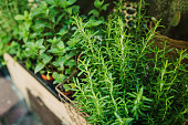 Kitchen herb plants in wooden box