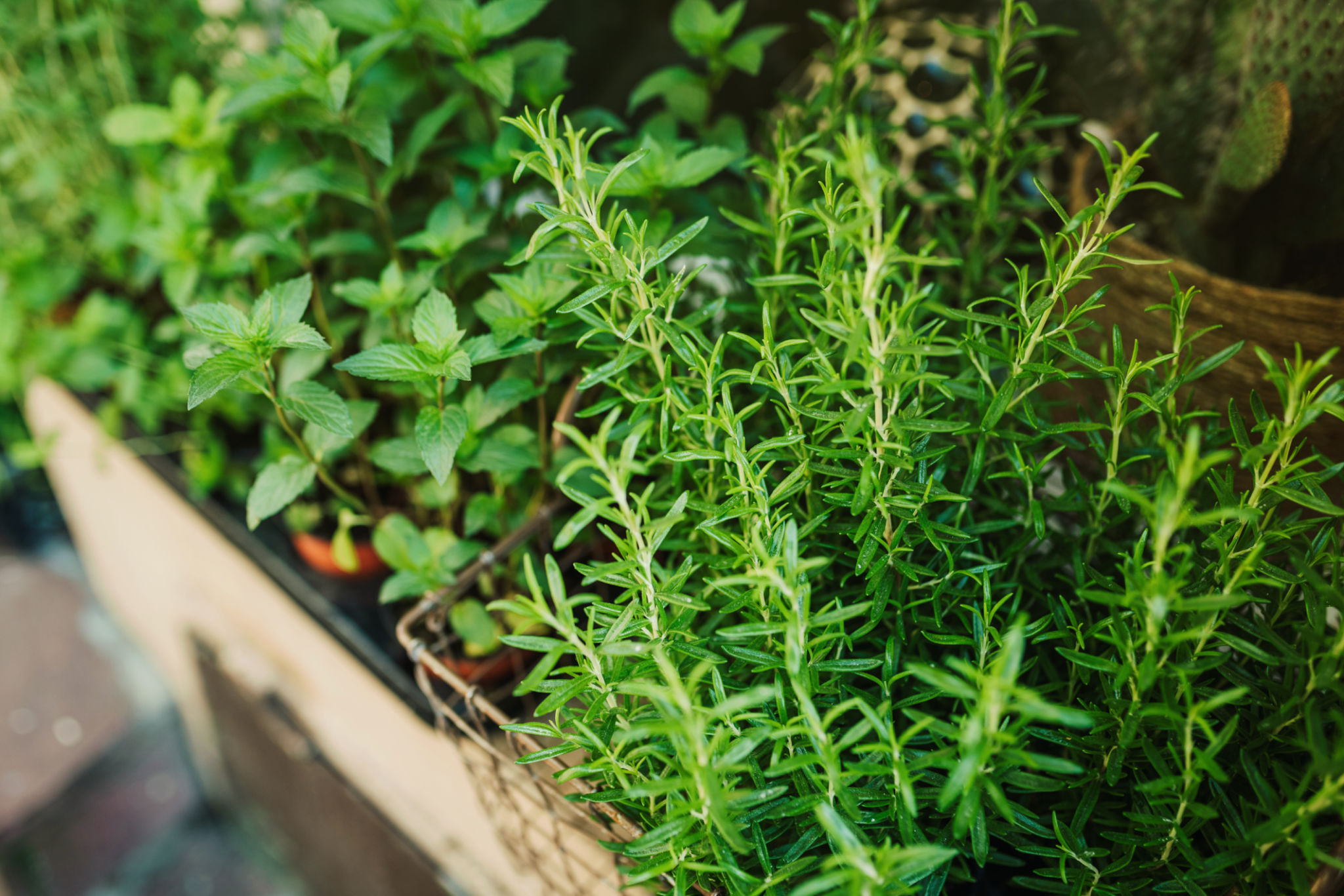 fresh herbs