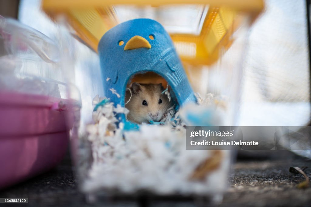 HK Plans To Cull Hamsters For Covid Prevention