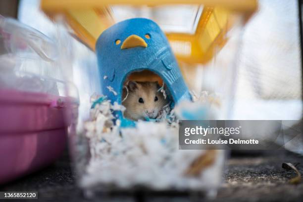 Hamster sits in a cage after being adopted by volunteers who stopped an owner from surrendering it to the government outside the New Territories...