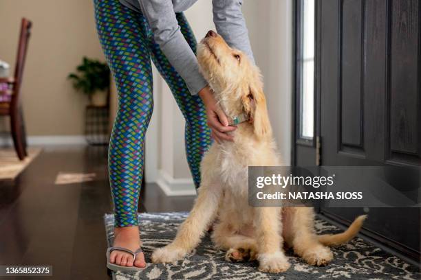 three month old cream labradoodle puppy gazing up at a young girl who is out of frame - girls in leggings stock-fotos und bilder