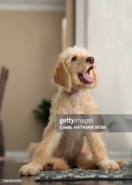 three month old cream labradoodle puppy - labradoodle stock pictures, royalty-free photos & images