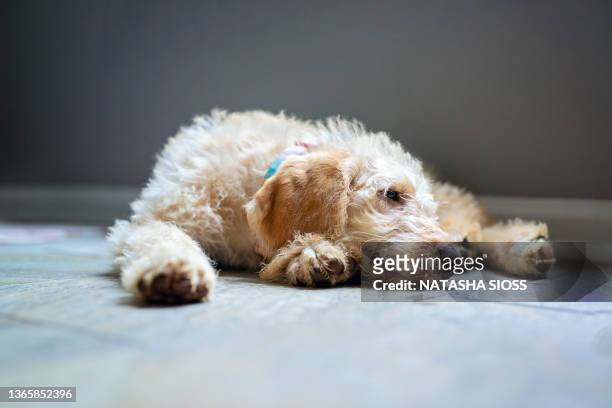 three month old cream labradoodle puppy - labradoodle stock-fotos und bilder