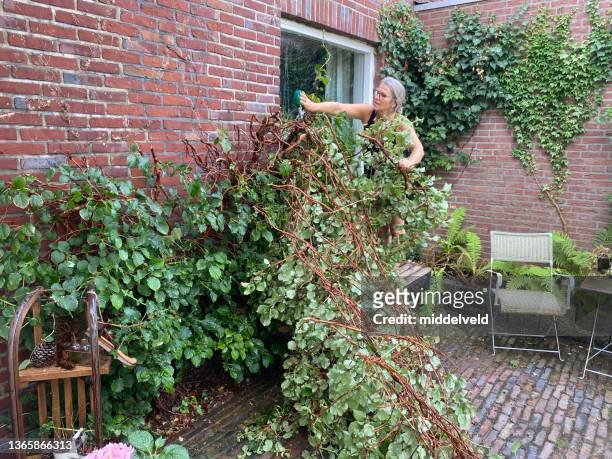 woman cutting storm damage - holland achtertuin stockfoto's en -beelden