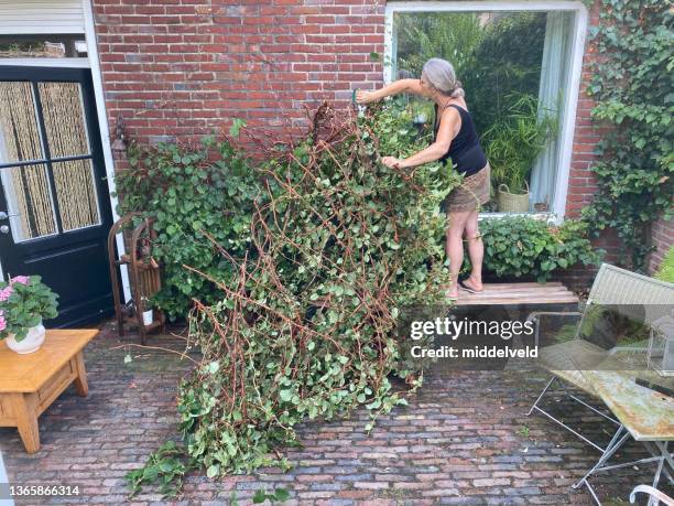 woman cutting storm damage - storm damage stock pictures, royalty-free photos & images