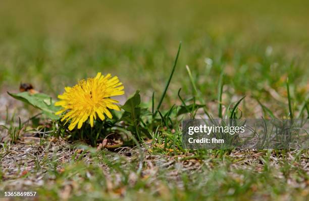 yellow dandelion blossom in the meadow - wildpflanze stock-fotos und bilder