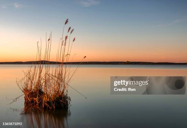 grass tufts in a lake at sunset - sala grande foto e immagini stock